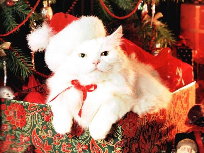 Kitten Lost On Christmas Eve, Christmas Morning